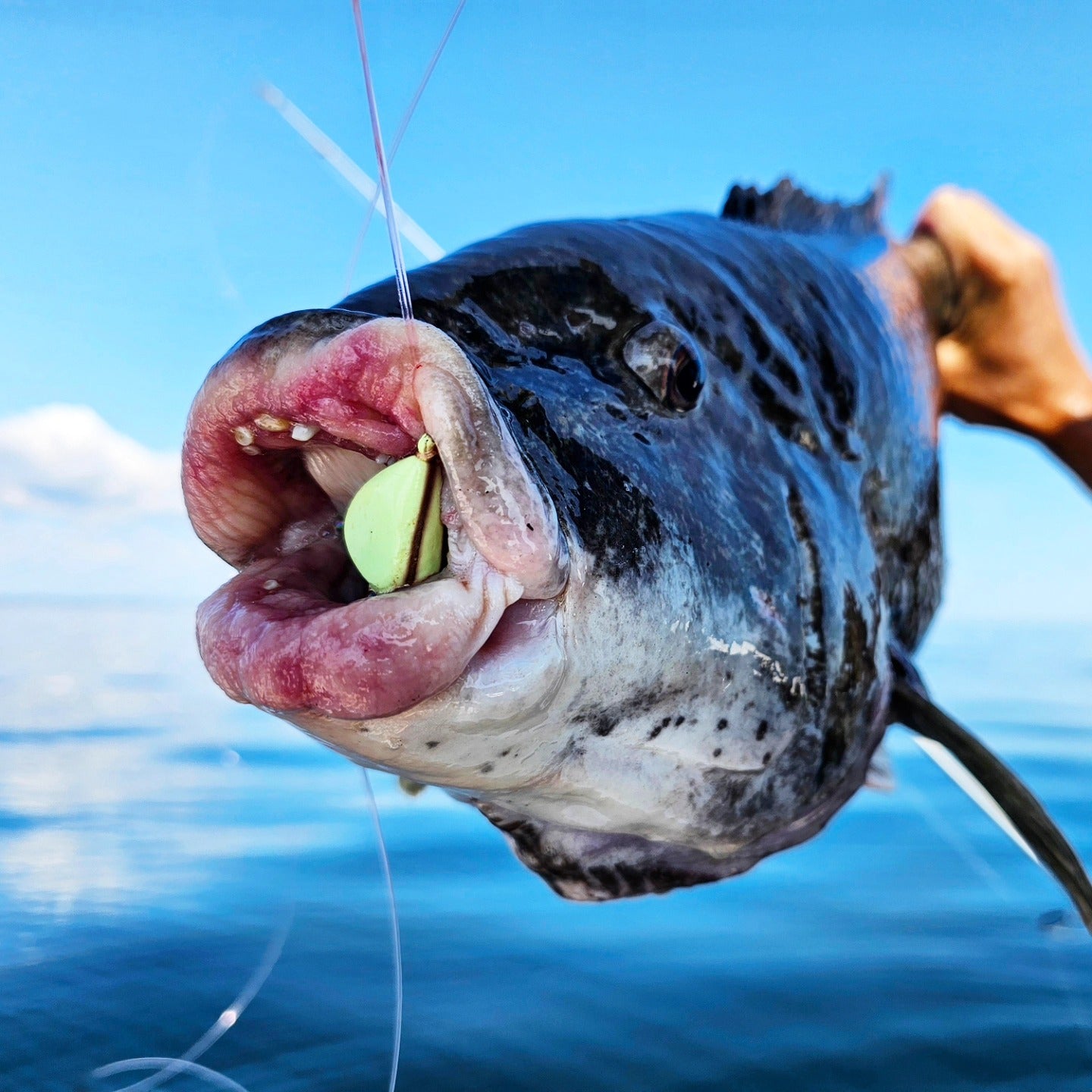 black fish lures in nj Jigging World Premium Blackfish Jigs Tackle World Blackfish Essentials | Rods, Jigs,